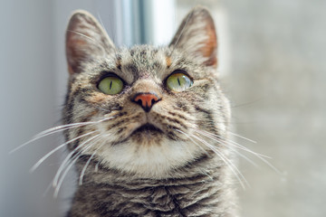 cat with green eyes looking up, close-up portrait