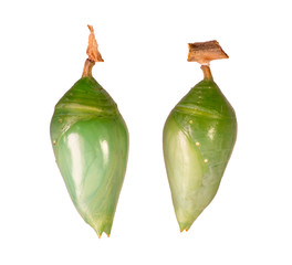 Two pupae of morpho butterflies isolated on white background. Blue-banded morpho, achilles, left, and blue morpho, peleides or helenor, right. Pupae is a stage between caterpillars and butterflies.