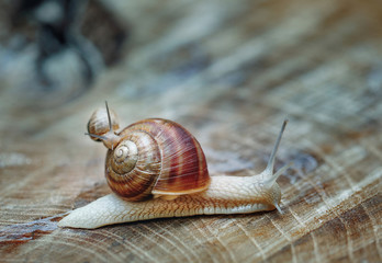Extra large macro shot of two snails crawling on a stump