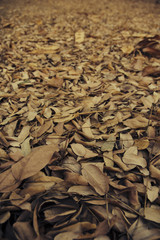 Dried Leaves On Ground