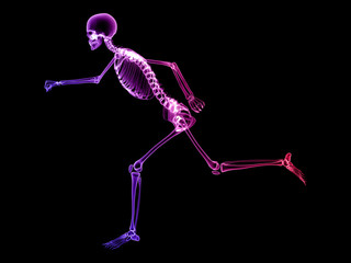 X RAY SKELETON 3D RENDER