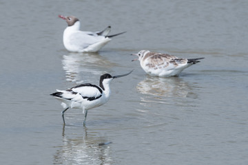 Avocet with seagulls