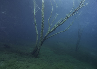 Fototapeta na wymiar Tree in a lake under water like in a dream, Germany