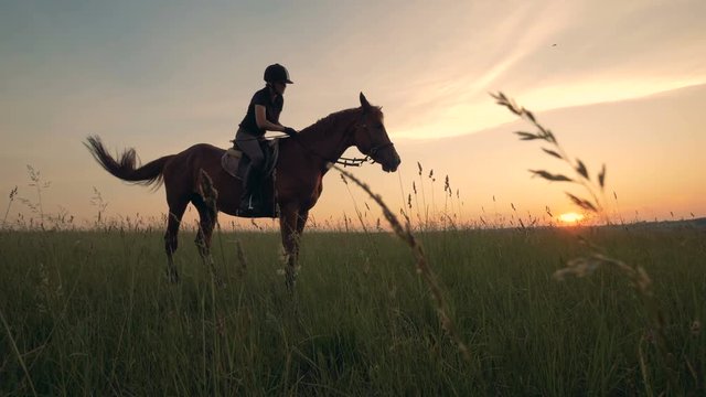 A woman on a horse outdoors. Female rider is on a horse in the field in the evening.