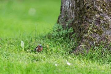 Male common chaffinch in grass