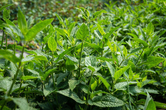 Japanese crosne plant foliage