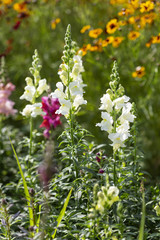 Löwenmäulchen (Antirrhinum majus) im Beet