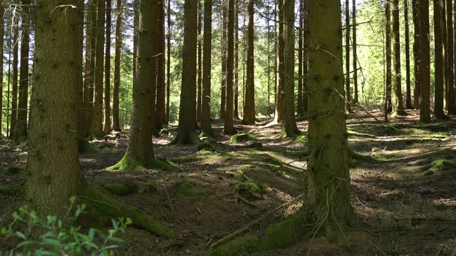 Mitten im Wald - Sauerland, Deutschland - Zoom in