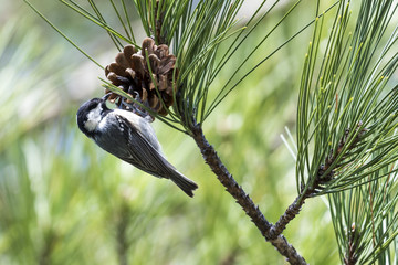 Pequeño pajarito carbonero garrapinos (Periparus ater), en la rama de un pino picoteando una piña © maycam