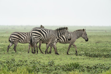 Fototapeta na wymiar Foggy Zebra Morning