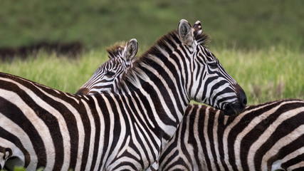 Fototapeta na wymiar Back to Back Zebras