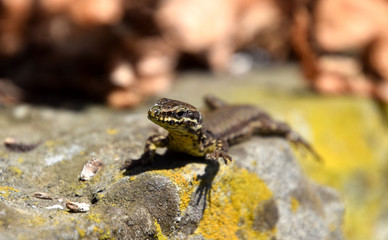 Close up about a brown lizard looking in the camera