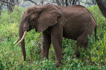 Elephant in the Jungle