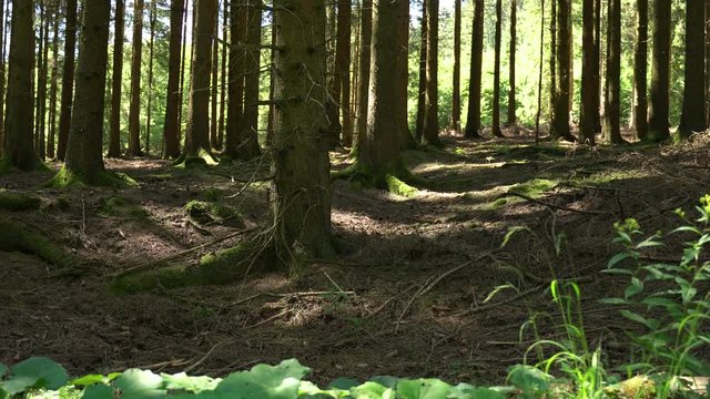 Szene in einem Wald bei Sonnenschein im Sauerland in Deutschland. Die Kamera zoomt in die Landschaft hinein. Entspannte Atmosph&auml;re.