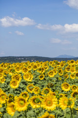 field of sunflowers in summer time 