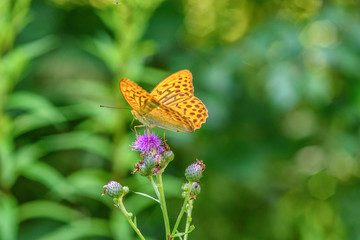 beautiful butterfly in the color of a thistle