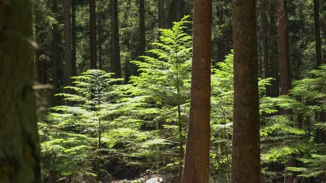 Mitten im Wald - Sauerland, Deutschland - Zoom out