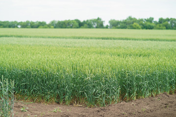 Winter wheat green