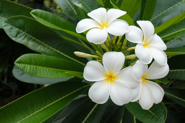 Obraz na płótnie Canvas White frangipani flowers and green leaves
