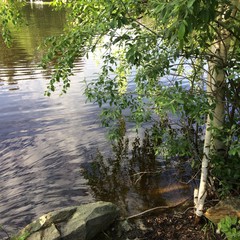water  lake forest