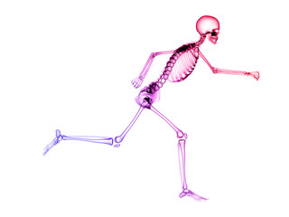 X RAY SKELETON 3D RENDER