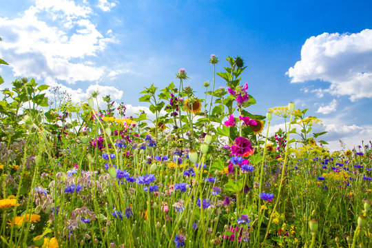 Fototapeta Feld mit bunten Sommerblumen