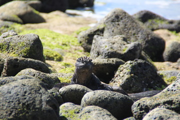 Galapagos iguana among the rocks