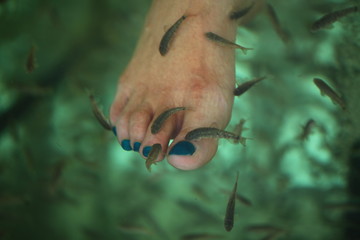 spa fish pedicur