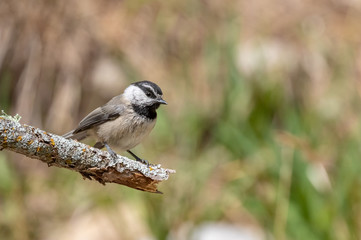 Mountain chickadee on branch at Capulin Spring, Sandia Mountains, New Mexico