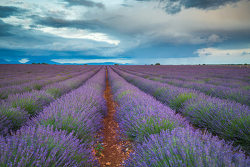 Fototapeta na wymiar Lavender fields in France