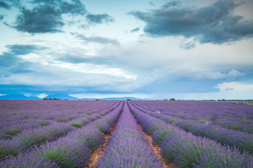 Fototapeta premium Lavender fields in France
