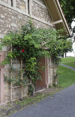 Fototapeta na wymiar rosenstock an profanbau in unesco welterbe kloster lorsch