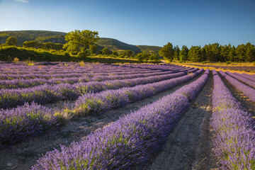 Fototapeta na wymiar Lavender fields in France