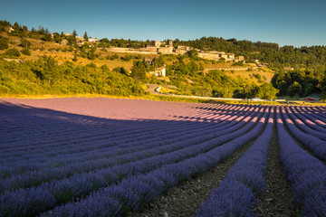 Naklejka na ściany i meble Lavender fields in France
