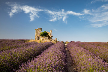 Plakat Lavender fields in France