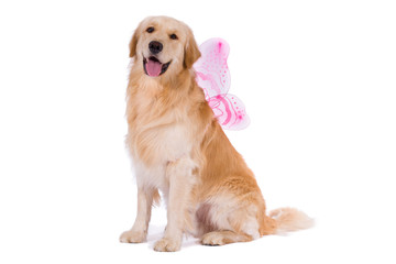 Golden Retriever with butterfly wings