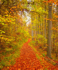 Obraz premium Road in the forest in autumn