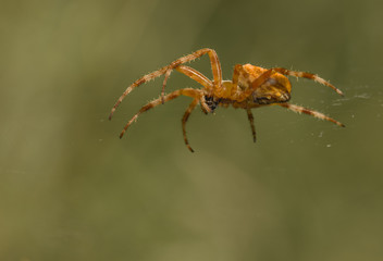Spinne auf Netz
