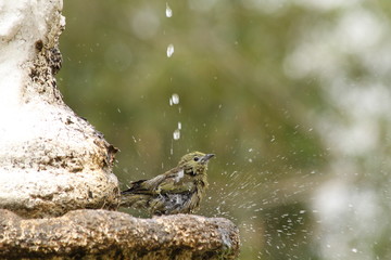 Bird showering