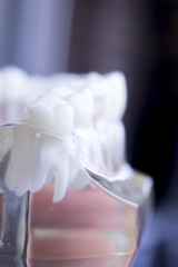 Dentist dental teeth model