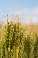 Obraz premium Field of young wheat against the sky.