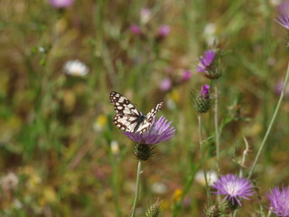 mariposa blanca y negra alas abiertas