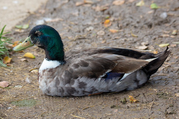 Mallard duck on the shore of a lake enjoying the afternoon