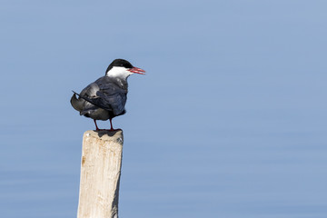 Primer plano de un ave fumarel cariblanco (Chlidonias hybridus) parado en un tronco con fondo de agua azul