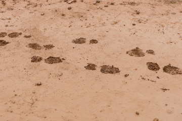 Mud ground with human footprints. Soil background