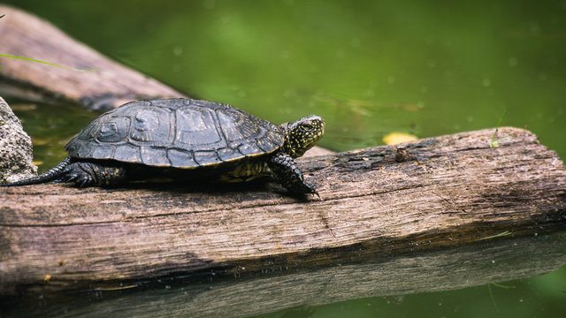 Ż&oacute;łw Błotny, Emys orbicularis