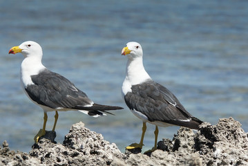Pacific Gull, Larus pacificus, photo was taken in the Leeuwin-Naturaliste National Park, Australia
