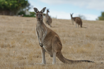 Naklejka na ściany i meble Western Grey Kangaroo, Macropus fuliginosus, photo was taken in Western Australia