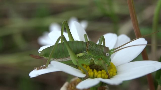 Sauterelle sur p&acirc;querette.