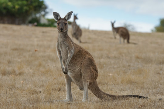 Western Grey Kangaroo, Macropus fuliginosus, photo was taken in Western Australia